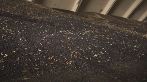 Industrial processing of wheat grains. Stock Footage 165367549