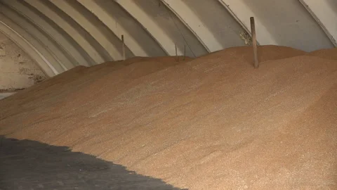 Industrial processing of wheat grains. Stock Footage 165367592