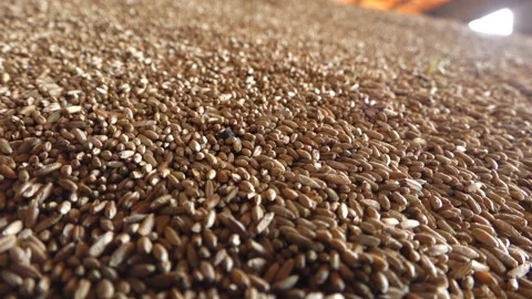Industrial processing of wheat grains. Stock Footage 165367646