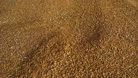 Industrial processing of wheat grains. Stock Footage 165367737