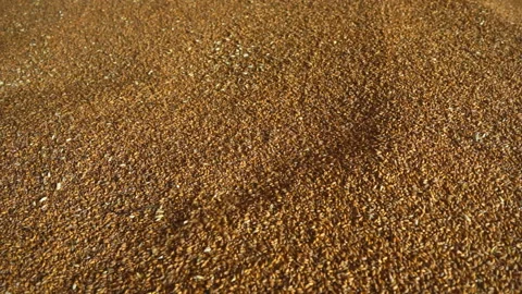 Industrial processing of wheat grains. Stock Footage 165367756