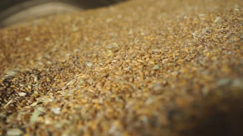 Industrial processing of wheat grains. Stock Footage 165367782