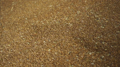 Industrial processing of wheat grains. Stock Footage 165367834