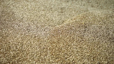 Industrial processing of wheat grains. Stock Footage 165367864