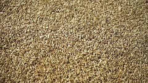 Industrial processing of wheat grains. Stock Footage 165367906