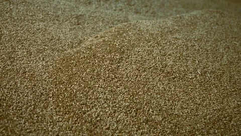 Industrial processing of wheat grains. Stock Footage 165367911