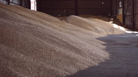 Industrial processing of wheat grains. Stock Footage 165367949