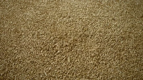 Industrial processing of wheat grains. Stock Footage 165367962