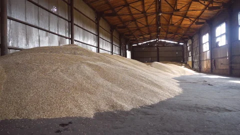 Industrial processing of wheat grains. Stock Footage 165367980