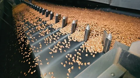 Industrial processing of wheat using a metal conveyor. Cleaning for further Stock Footage 255051997