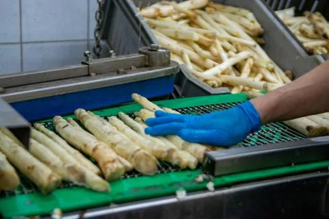 Industrial processing of white asparagus vegetable on agricultural farm in Ne Stock Photos