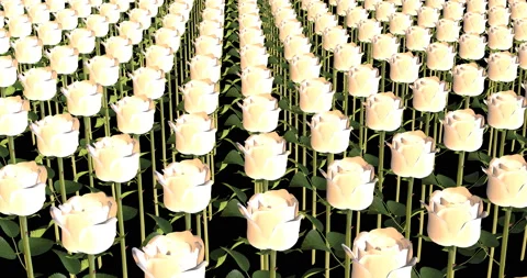 Industrial Processing White Roses 3d animation Video stock 192165048