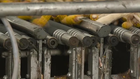 Industrial production of corn in food processing plant. Vídeos de archivo 248258843