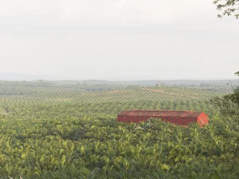 An industrial red structure surrounded by rows of oil palms Foto stock