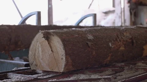 Industrial saw machine with precise laser pointer cutting timber log Stock Footage 85211837