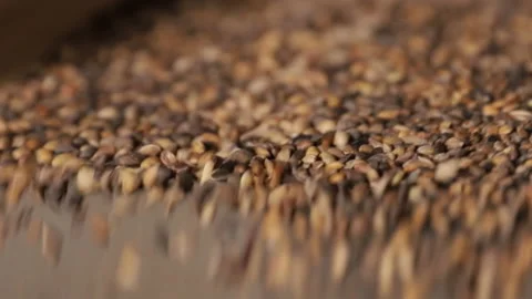 Industrial seed processing. Cleaning for further harvest. Stock Footage 175791943