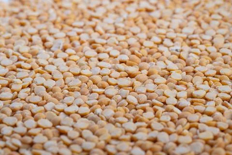Industrial split peas closeup, processing line context with quality control n Foto stock
