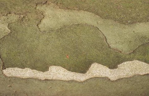 Industrial style camouflage pattern on plane tree bark background Foto stock