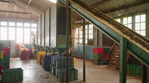 Industrial tea processing conveyor belt transports leaves for separation Stock Footage 273970798