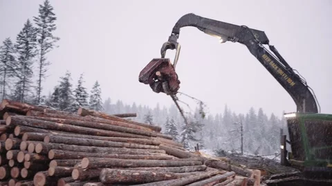 Industrial timber manipulator logging machine sorting piles of wood in Stock Footage 217315947