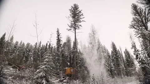 Industrial timber manipulator saw machine takes tree down in snowstorm. Stock Footage 217315927