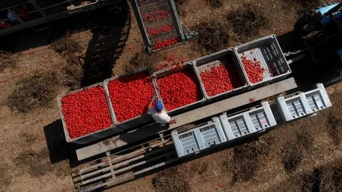 Industrial tomatoes harvesting.Drone aerial view of machinery in tomato field Stock Footage 98609932