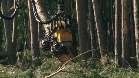 Industrial tree felling with a large machine logger. Pine tree clearing in slow Видео 138875765