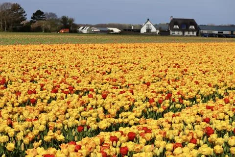 Industrial tulip fields Stock Photos