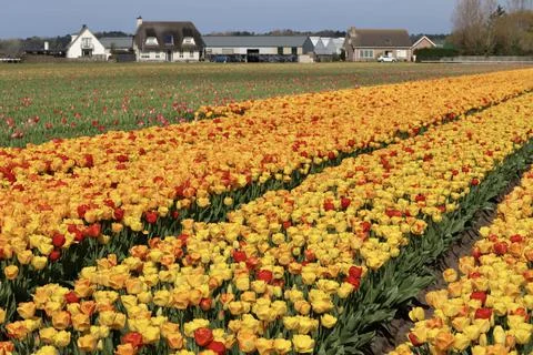 Industrial tulip fields Stock Photos