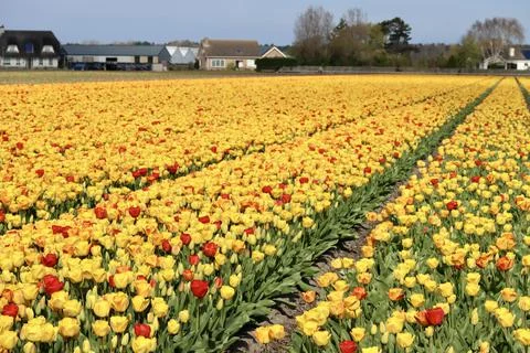 Industrial tulip fields Stock Photos