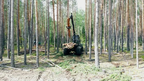 Industrial vehicle is processing felled trees in the forest Stock Footage 115125366