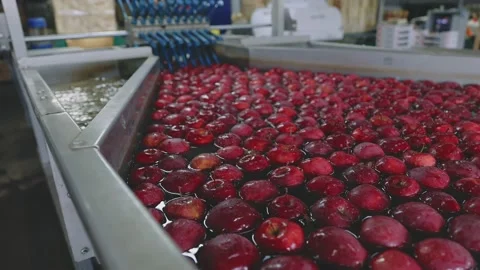 Industrial washing of apples Stock Footage 203872096