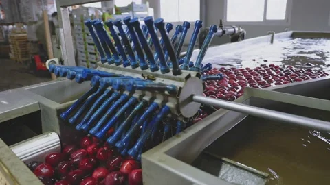Industrial washing of apples Stock Footage 210769202