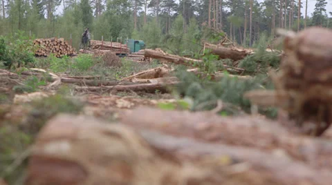 Industrial wood cutting and loading Stock-Footage 34307237