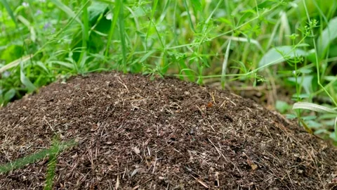 Industrious ants build a large anthill. Stock Footage 132217535