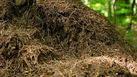 Industrious ants build a large anthill. Video stock 132357589