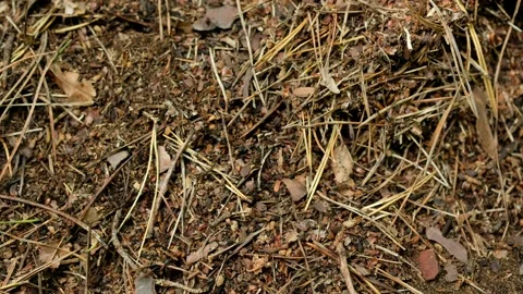 Industrious ants build a large anthill. Stock Footage 132757262