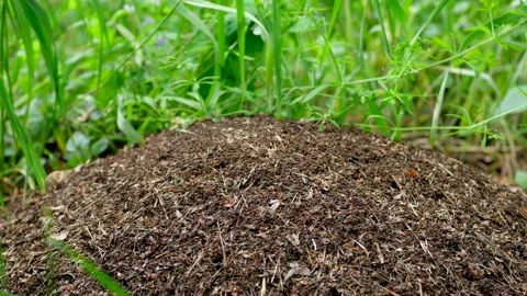Industrious ants build a large anthill. Stock Footage 132757300