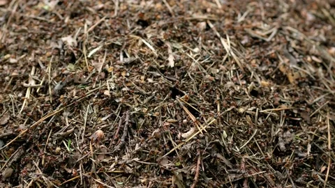 Industrious ants build a large anthill. Stock Footage 132874435