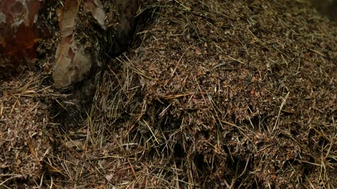 Industrious ants build a large anthill. Stock Footage 132874485