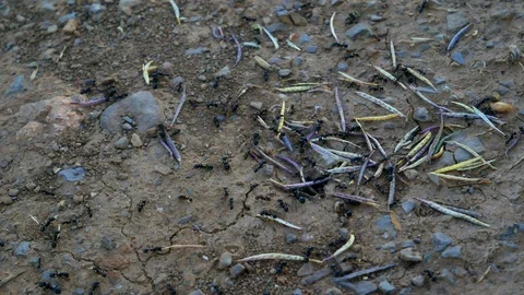 Industrious ants close-up Video stock 108109735