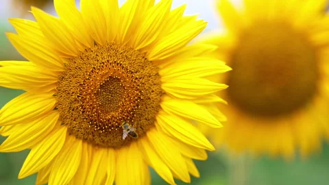 Industrious bee covered with yellow pollen crawls by the flower. Stock Footage 212441333