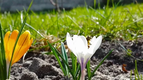Industrious bee gathers pollen inside crocuses Stock Footage 73492284