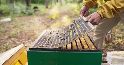 An industrious beekeeper spends his time in the middle of the woods at the Stock Footage 165014518