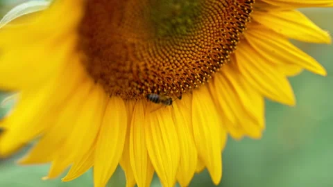 Industrious worker bee gathering the nectar on a big yellow sunflower. Close up. Stock Footage 212105669