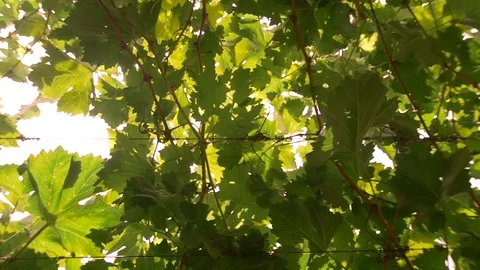 The industry of agriculture. The vineyard view from below. Stock Footage