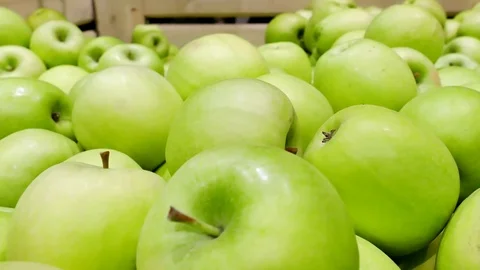 Industry of Fruit Growing and a Selection of Green Apples Stock-Footage 72850768