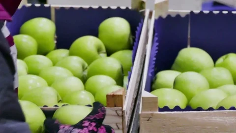 Industry of Fruit Growing and a Selection of Green Apples Stock-Footage 72850786