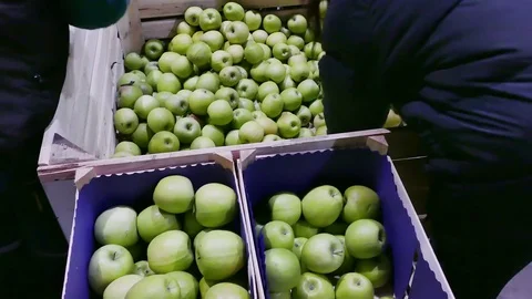 Industry of Fruit Growing and a Selection of Green Apples Stock-Footage 72850839