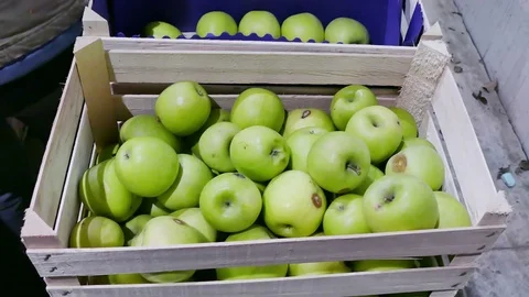 Industry of Fruit Growing and a Selection of Green Apples Stock Footage 72850874